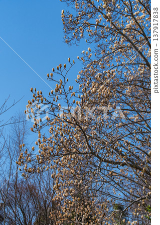 Magnolia petal 137917838