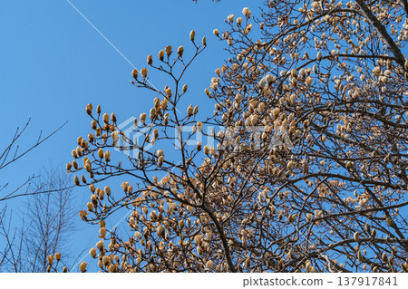 Shining Magnolia 137917841