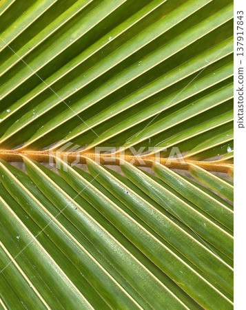 Vivid Green Botanical Design. Closeup Of Tropical Palm Leaf With Striking Color Contrasts And Textures Vivid Green Botanical Design. Closeup Of Tropical Palm Leaf With Striking Color Contrasts And Textures 137917843