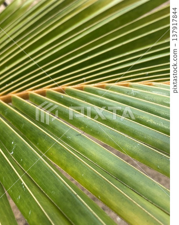 Detailed Closeup Of Vibrant Palm Leaf. Macro Image Showcasing Lively Green Palm With Symmetrical Veins 137917844