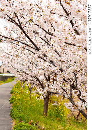Cherry blossoms beautifully displayed along the riverbank Cherry blossoms beautifully displayed along the riverbank 137917877