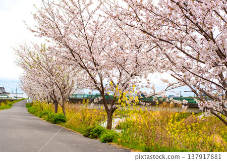 Cherry blossoms beautifully displayed along the riverbank 137917881
