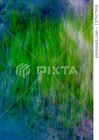 水生植物 137917916