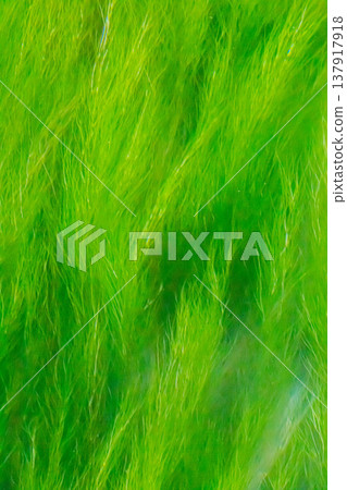 Water plants Water plants 137917918