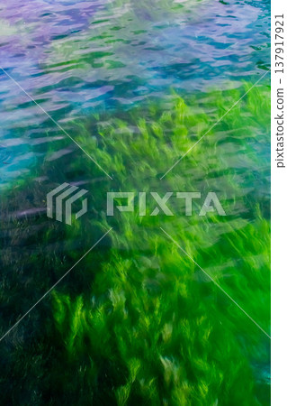 水生植物 水生植物 137917921