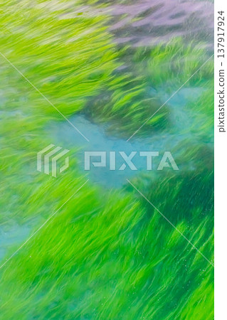 Water plants Water plants 137917924