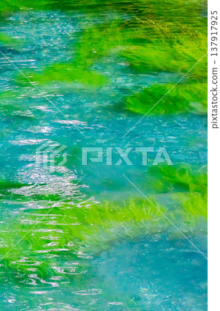Water plants Water plants 137917925