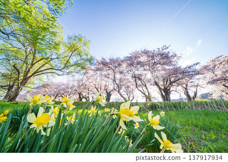 岩手縣：北上市北上天照地公園櫻花盛開 137917934