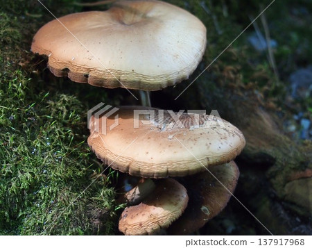 樹上長著棕色的蘑菇 樹上長著棕色的蘑菇 137917968