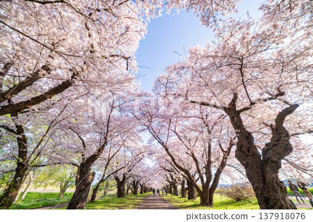 岩手縣:北上市北上天照地公園櫻花盛開 岩手縣:北上市北上天照地公園櫻花盛開 137918076