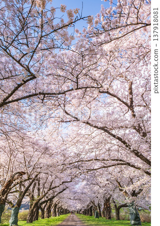 岩手縣：北上市北上天照地公園櫻花盛開 137918081