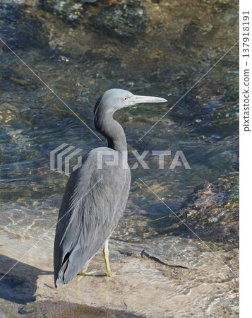 Black heron searching for food at the river mouth Black heron searching for food at the river mouth 137918191