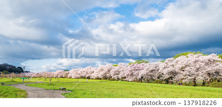 岩手縣：北上市北上天照地公園櫻花盛開 137918226