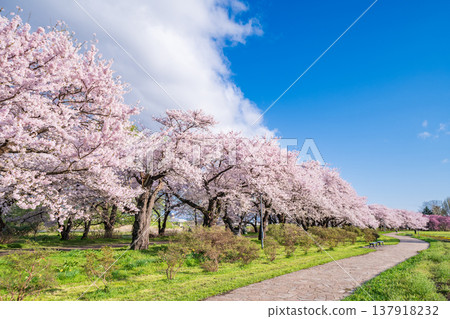 "Iwate Prefecture": Cherry blossoms in full bloom at Kitakami Tenshochi Park, Kitakami City 137918232