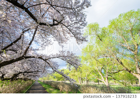 "Iwate Prefecture": Cherry blossoms in full bloom at Kitakami Tenshochi Park, Kitakami City "Iwate Prefecture": Cherry blossoms in full bloom at Kitakami Tenshochi Park, Kitakami City 137918233