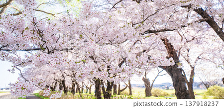 "Iwate Prefecture": Cherry blossoms in full bloom at Kitakami Tenshochi Park, Kitakami City "Iwate Prefecture": Cherry blossoms in full bloom at Kitakami Tenshochi Park, Kitakami City 137918237