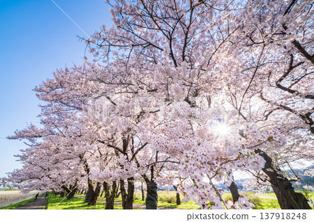 岩手縣：北上市北上天照地公園櫻花盛開 137918248