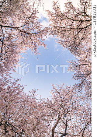 "Iwate Prefecture": Cherry blossoms in full bloom at Kitakami Tenshochi Park, Kitakami City 137918333