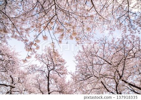 "Iwate Prefecture": Cherry blossoms in full bloom at Kitakami Tenshochi Park, Kitakami City "Iwate Prefecture": Cherry blossoms in full bloom at Kitakami Tenshochi Park, Kitakami City 137918335