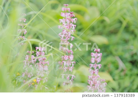 Alpine plant *Pedicularis verticillata* blooming in the grassland Alpine plant *Pedicularis verticillata* blooming in the grassland 137918389