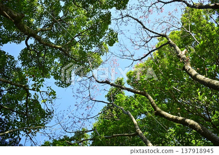 Tree extending in the sky 137918945