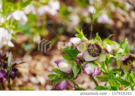 Purple Christmas roses blooming in the spring garden Purple Christmas roses blooming in the spring garden 137919191