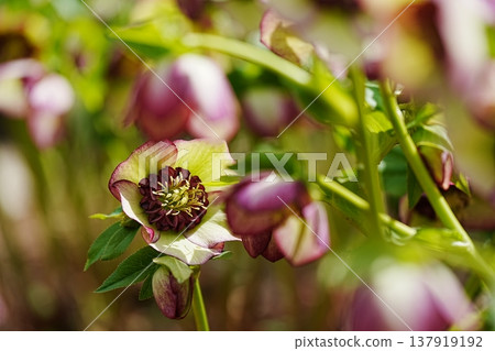 Purple Christmas roses blooming in the spring garden Purple Christmas roses blooming in the spring garden 137919192