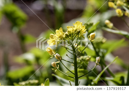 The small yellow flowers of bok choy, whose stems and leaves are harvested as a green leafy vegetable. The small yellow flowers of bok choy, whose stems and leaves are harvested as a green leafy vegetable. 137919317