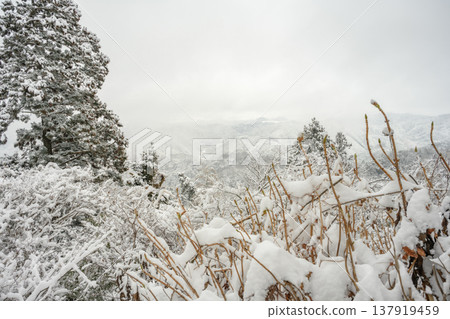 Snow (Takao-san Yakuo-in Temple) Snow (Takao-san Yakuo-in Temple) 137919459
