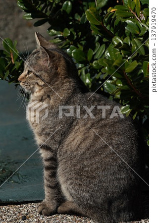 一隻昏昏欲睡的貓咪正在享受日光浴。 137919470