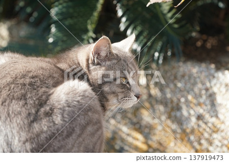A sleepy cat basking in the sun. 137919473