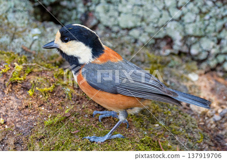 一隻雜色山雀沿著山路漫步 137919706