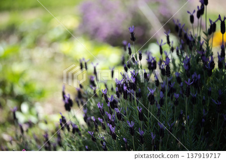 French Lavender French Lavender 137919717