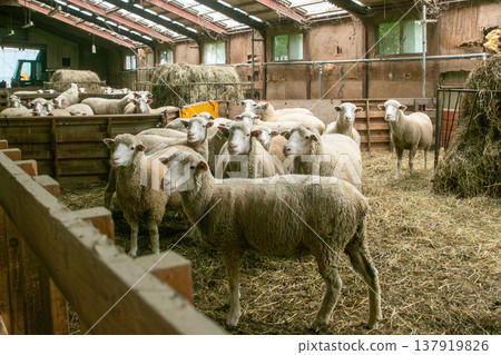 畜牧場室內飼養的綿羊。 畜牧場室內飼養的綿羊。 137919826