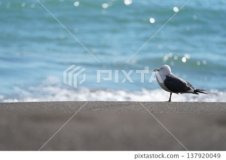 Black-tailed gull standing on the sandy beach 137920049