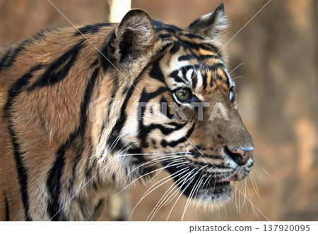 蘇門答臘虎 137920095