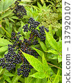 Elderberries grow in the mountains of Sochi. 137920107