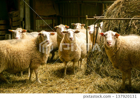 畜牧場室內飼養的綿羊。 137920131