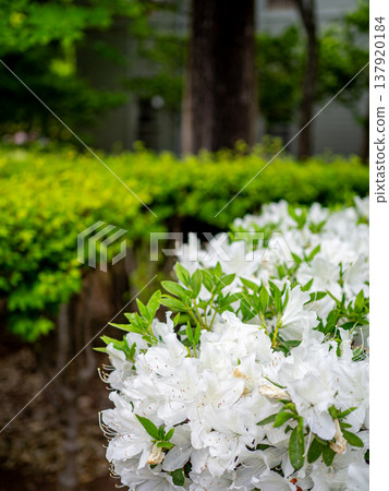 White azaleas blooming in the park's hedges White azaleas blooming in the park's hedges 137920184