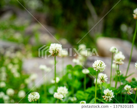 Clover flowers blooming in the spring garden Clover flowers blooming in the spring garden 137920185