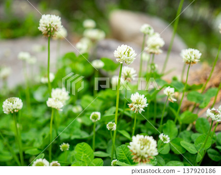 Clover flowers blooming in the spring garden 137920186