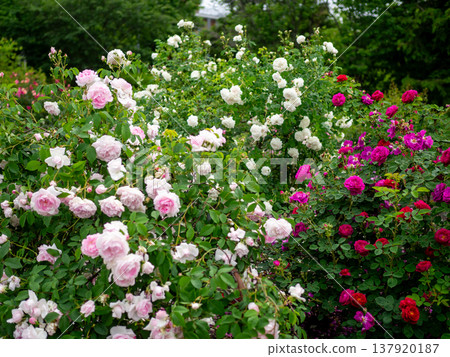 Pink roses growing in clusters in the garden 137920187