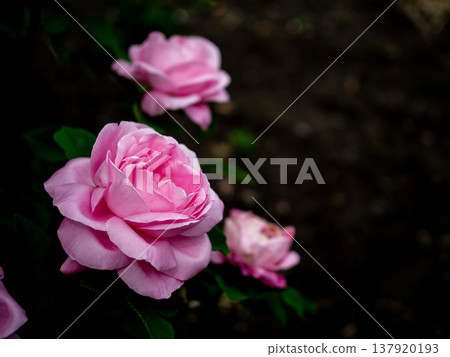 A close-up of a large, deep pink rose. A close-up of a large, deep pink rose. 137920193