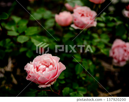 Deep pink roses blooming in the garden Deep pink roses blooming in the garden 137920200