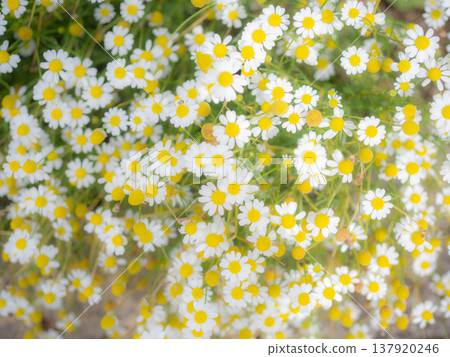 Chamomile flowers blooming in clusters Chamomile flowers blooming in clusters 137920246