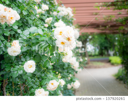 英國花園裡的白玫瑰 137920261