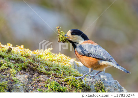 A Varied Tit descends to the ground to gather nesting material. 137920274