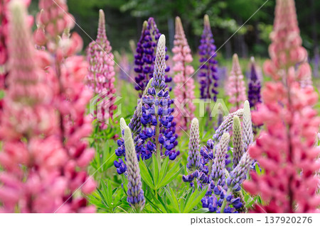 Lupine grows vigorously even in barren land in Biratori, Hokkaido [June] 137920276