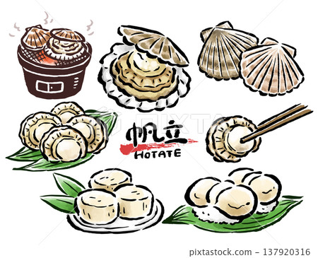 扇貝、貝類和菜餚-手繪插畫集,筆觸細膩 扇貝、貝類和菜餚-手繪插畫集,筆觸細膩 137920316