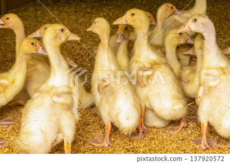 鴨子農場的景象 137920572